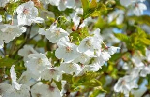 Prunus 'Uminko'_lente