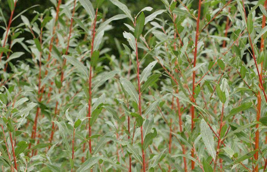 Salix alba Yelverton