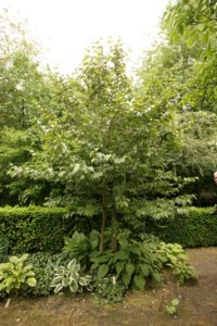 Styrax japonicus var. jippei-kawamurai...
