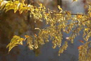 Styrax japonicus var. jippei-kawamurai...