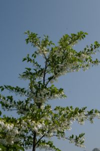Styrax japonicus var. jippei-kawamurai...
