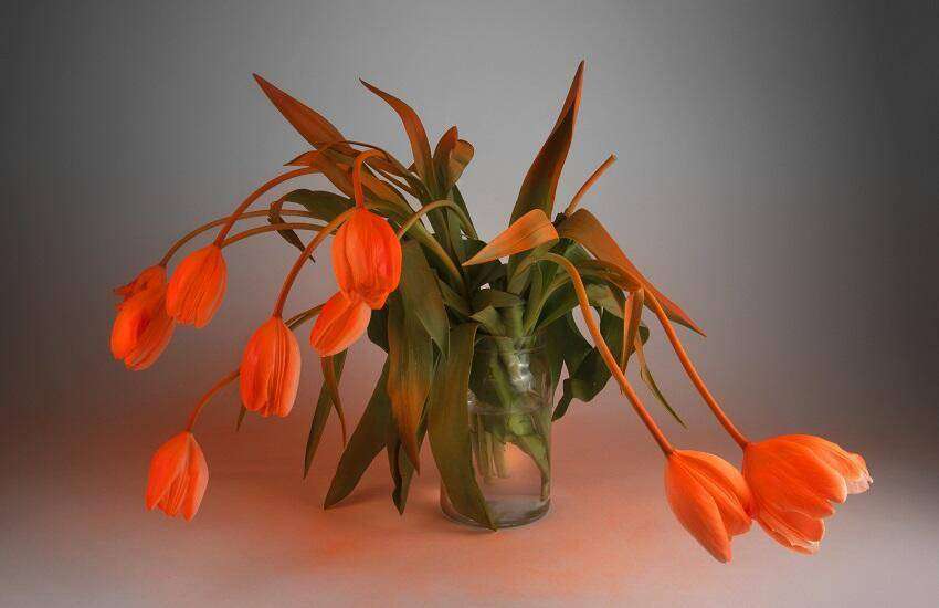 orange_alert_stephanie_syjuco