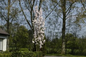 prunus prsamano zuil
