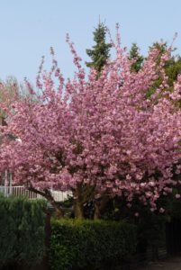 prunus serrulata 'Kanzan'