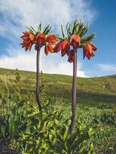 Fritillaria imperialis (50 km SW of Aligudarz)