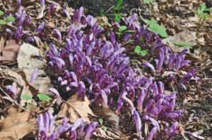 Lathraea clandestina