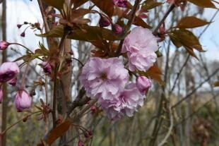 Prunus 'Kiku-shidare-zakura'