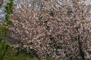 Prunus incisa 'Mikinori'