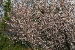 Prunus incisa 'Mikinori'
