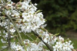 Prunus x yedoensis