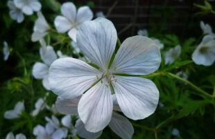 Geranium clarkei 'Kashmir White'