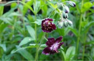 Geranium phaeum