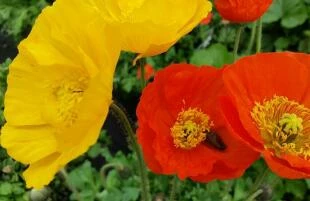 Papaver nudicaule
