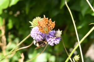 Gehakkelde aurelia en veldhommel_foto Wankja Ferguson