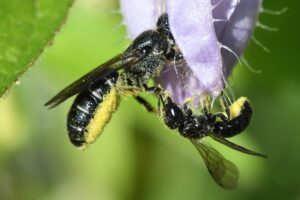 grote en kleine kokjesbij op Campanula Trachelium Foto Wankja Ferguson