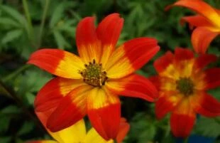 Bidens Painted Red