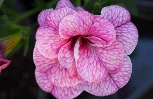 Calibrachoa Rosies Pink Vein