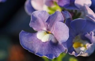 Nemesia Blue-Rose