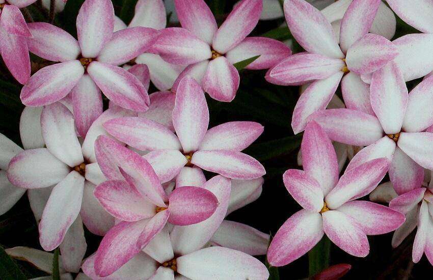 Rhodoxis Fairy Kisses,b Jaap Duijs