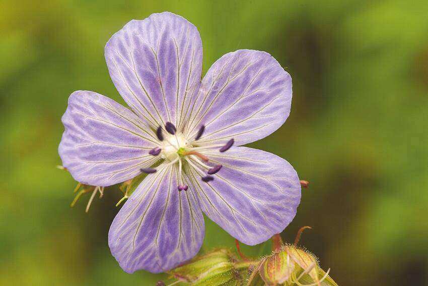 Geranium pratense 'Mrs Kendall Clark'
