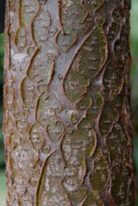 Maackia amurensis
