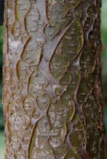 Maackia amurensis