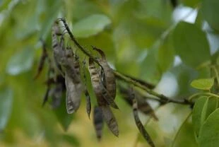 Maackia amurensis