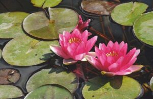 Nymphaea 'Attraction'