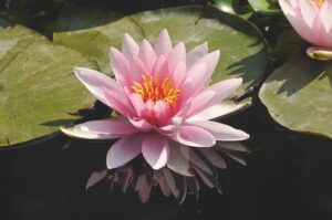 Nymphaea 'Fritz Junge'