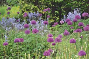 Kiftsgate Court Garden tours