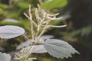 Boehmeria platanifolia