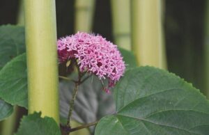 Clerodendrum bungei