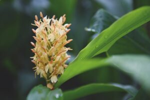 Hedychium densiflorum