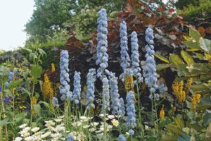 Kiftsgate Court Garden tours