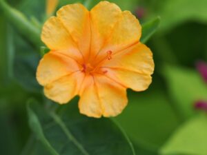 Mirabilis 'Orange'