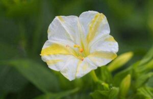 Mirabilis 'White-Yellow'
