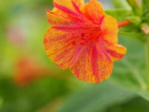 Mirabilis 'Yellow-Red'