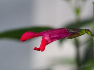 Salvia 'Amante'