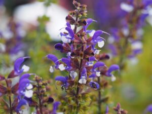 Salvia Color Spires 'Azure Snow'.