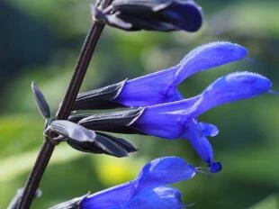 Salvia guaranitica 'Carine's Amazing Blue'