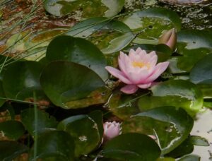 De levende Tuin Geleen