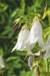 Campanula 'Crystal'