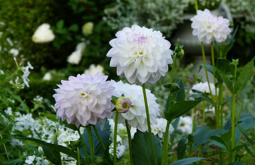 Dahlia's Open tuin midden brabant