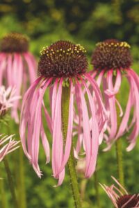 Echinacea pallida 'Satin Lights'