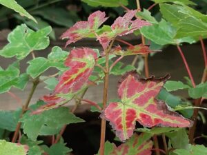 Acer rubrum 'Joseph'