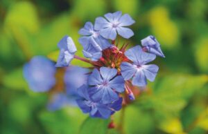 Ceratostigma willmottianum