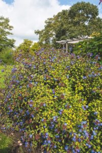 Ceratostigma willmottianum