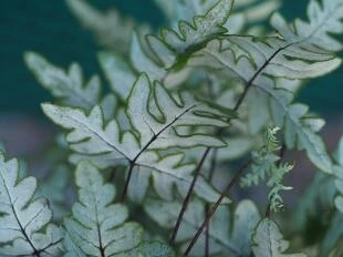 Cheilanthes argentea