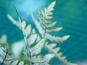 Cheilanthes argentea