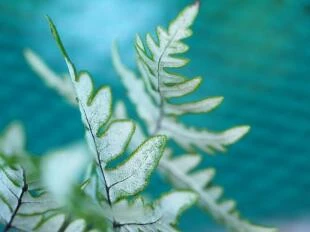 Cheilanthes argentea